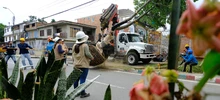 Alcaldía de Cali realizó traslado de árboles al Bulevar de Oriente