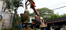 Alcaldía de Cali realizó traslado de árboles al Bulevar de Oriente