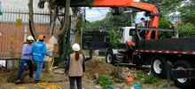 Alcaldía de Cali realizó traslado de árboles al Bulevar de Oriente