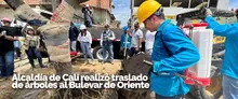 Alcaldía de Cali realizó traslado de árboles al Bulevar de Oriente