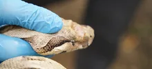“La fauna silvestre no es para tenerla en casa”: Dagma