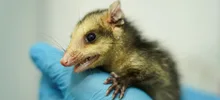 “La fauna silvestre no es para tenerla en casa”: Dagma
