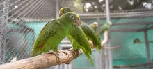 “La fauna silvestre no es para tenerla en casa”: Dagma