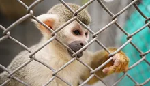 “La fauna silvestre no es para tenerla en casa”: Dagma