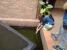 Peces guppies, una alternativa de control biológico contra el dengue