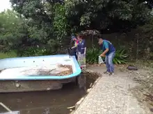 Peces guppies, una alternativa de control biológico contra el dengue