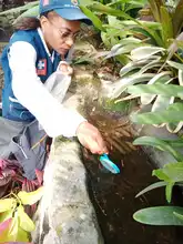 Peces guppies, una alternativa de control biológico contra el dengue