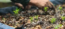 El jardinero que ayudó a evitar la extinción del Burilico