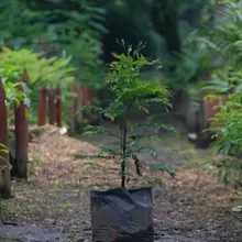 El jardinero que ayudó a evitar la extinción del Burilico