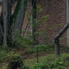 El jardinero que ayudó a evitar la extinción del Burilico