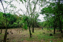 Avanza adecuación de terreno donde se construirá nuevo parque de huertas urbanas