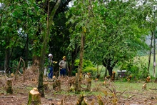 Avanza adecuación de terreno donde se construirá nuevo parque de huertas urbanas