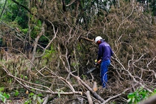 Avanza adecuación de terreno donde se construirá nuevo parque de huertas urbanas