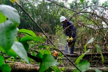 Avanza adecuación de terreno donde se construirá nuevo parque de huertas urbanas