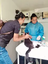 Unidad de Protección Animal realiza control a colonias de gatos