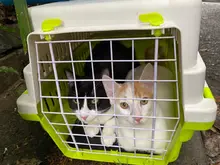 Unidad de Protección Animal realiza control a colonias de gatos