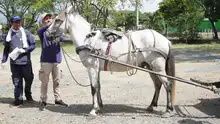 Se cumplió jornada de verificación del estado de equinos utilizados por carretilleros