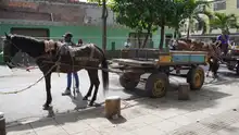 Se cumplió jornada de verificación del estado de equinos utilizados por carretilleros
