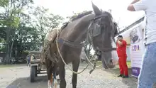 Se cumplió jornada de verificación del estado de equinos utilizados por carretilleros
