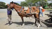 Se cumplió jornada de verificación del estado de equinos utilizados por carretilleros