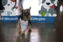 Séptima versión de la Animaltón