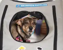 Séptima versión de la Animaltón