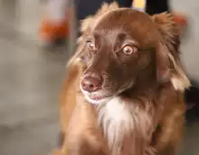 Séptima versión de la Animaltón