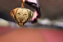 Séptima versión de la Animaltón