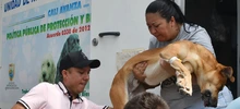Esterilizar: un acto de amor por los animales de compañía
