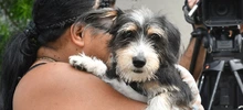 Esterilizar: un acto de amor por los animales de compañía