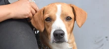 Esterilizar: un acto de amor por los animales de compañía