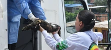Esterilizar: un acto de amor por los animales de compañía