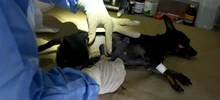 Esterilizar: un acto de amor por los animales de compañía