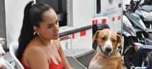 Esterilizar: un acto de amor por los animales de compañía