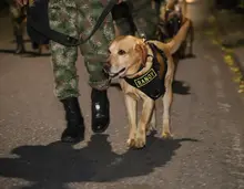 Fuerzas militares engalanarán el norte de Cali, este 20 de julio 