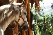 Con cuatro pedradas en la cabeza sale a desfilar el Carabinero de la Policía
