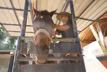 Con cuatro pedradas en la cabeza sale a desfilar el Carabinero de la Policía