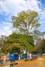 Inició uno de los espectáculos naturales que más disfrutan caleños y caleñas