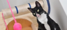 Centro de Bienestar Animal alberga a felinos que esperan por un nuevo hogar