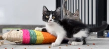 Centro de Bienestar Animal alberga a felinos que esperan por un nuevo hogar
