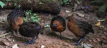 Papá Noel y Las Niñas, viven en un bosque de encanto a las afueras de Cali 