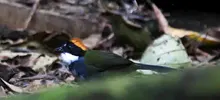 Papá Noel y Las Niñas, viven en un bosque de encanto a las afueras de Cali 