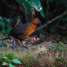 Papá Noel y Las Niñas, viven en un bosque de encanto a las afueras de Cali 