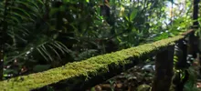 Papá Noel y Las Niñas, viven en un bosque de encanto a las afueras de Cali 