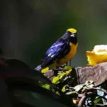 Papá Noel y Las Niñas, viven en un bosque de encanto a las afueras de Cali 