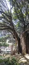 Manos criminales afectaron árbol notable