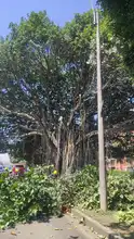 Manos criminales afectaron árbol notable