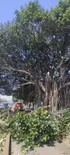 Manos criminales afectaron árbol notable