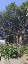 Manos criminales afectaron árbol notable
