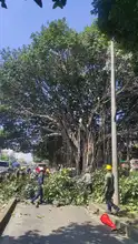 Manos criminales afectaron árbol notable